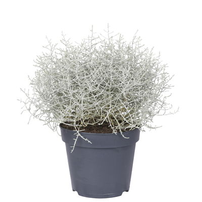 Calocephalus, silber-grau, Topf-Ø 17 cm, 3 Pflanzen Calocephalus, silber-grau, Topf-Ø 17 cm, 3 Pflanzen