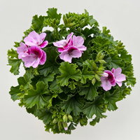 Geranie 'Angel® Lexi®', rosa, Topf-Ø 12cm, 6 Pflanzen