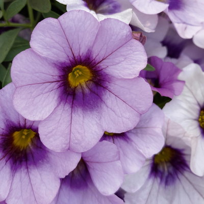 Zauberglöckchen 'Lavandula Cheesecake' lila, Topf-Ø 13 cm, 6 Pflanzen