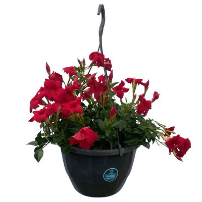 Dipladenie, rot, Ampeltopf-Ø 25/27 cm