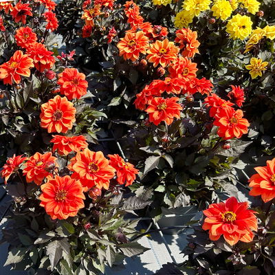 Dahlie 'Gardenetta® Orange' orange, Topf- Ø 21 cm Dahlie 'Gardenetta® Orange' orange, Topf- Ø 21 cm