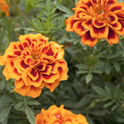 Tagetes, Farbe zufällig, Topf-Ø 13 cm, 6 Pflanzen