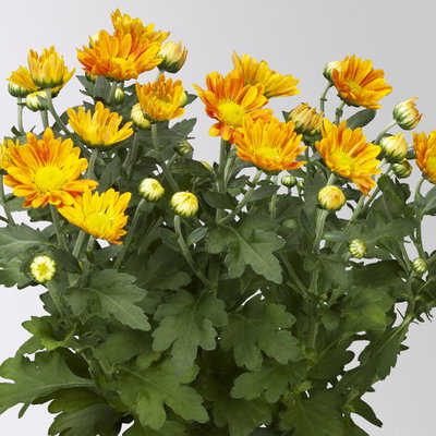 Chrysanthemen, orange-gelb, Topf-Ø 12 cm, 6 Pflanzen Chrysanthemen, orange-gelb, Topf-Ø 12 cm, 6 Pflanzen