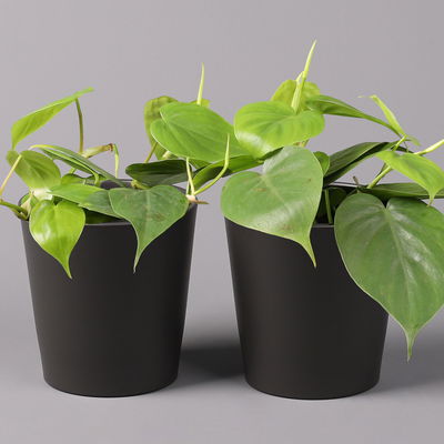 Philodendron scandens in Topf anthrazit, Topf-Ø 12 cm, Höhe ca. 20 cm, 2er-Set Philodendron scandens in Topf anthrazit, Topf-Ø 12 cm, Höhe ca. 20 cm, 2er-Set