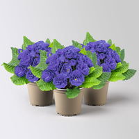 Primel 'Belarina', blau gefüllt, Topf-Ø 12 cm, 3 Pflanzen