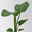 Bio Strelitzia nicolai, Topf-Ø 12 cm, 2 Pflanzen
