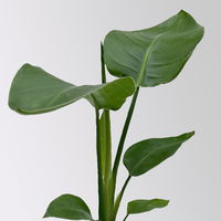 Bio Strelitzia nicolai, Topf-Ø 12 cm, 2 Pflanzen