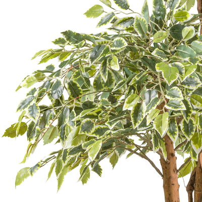 Künstlicher Ficus benjamina, Höhe ca. 165 cm Künstlicher Ficus benjamina, Höhe ca. 165 cm
