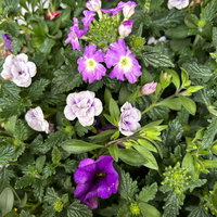 Beet- und Balkonpflanzen-Mix, flieder-lila, Topf-Ø 13 cm, 6 Pflanzen