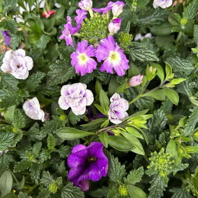 Beet- und Balkonpflanzen-Mix, flieder-lila, Topf-Ø 13 cm, 6 Pflanzen