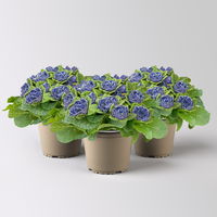 Primel 'Belarina', blau-weiß, Topf-Ø 12 cm, 3 Pflanzen