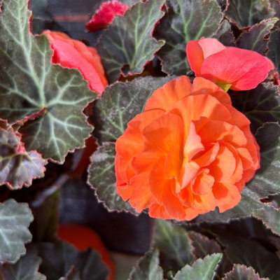 Begonie 'Orangedrops®' orange, Topf-Ø 12 cm, 6 Pflanzen Begonie 'Orangedrops®' orange, Topf-Ø 12 cm, 6 Pflanzen