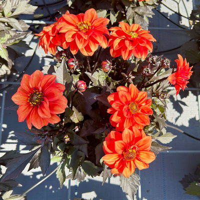 Dahlie 'Gardenetta® Orange' orange, Topf- Ø 21 cm Dahlie 'Gardenetta® Orange' orange, Topf- Ø 21 cm