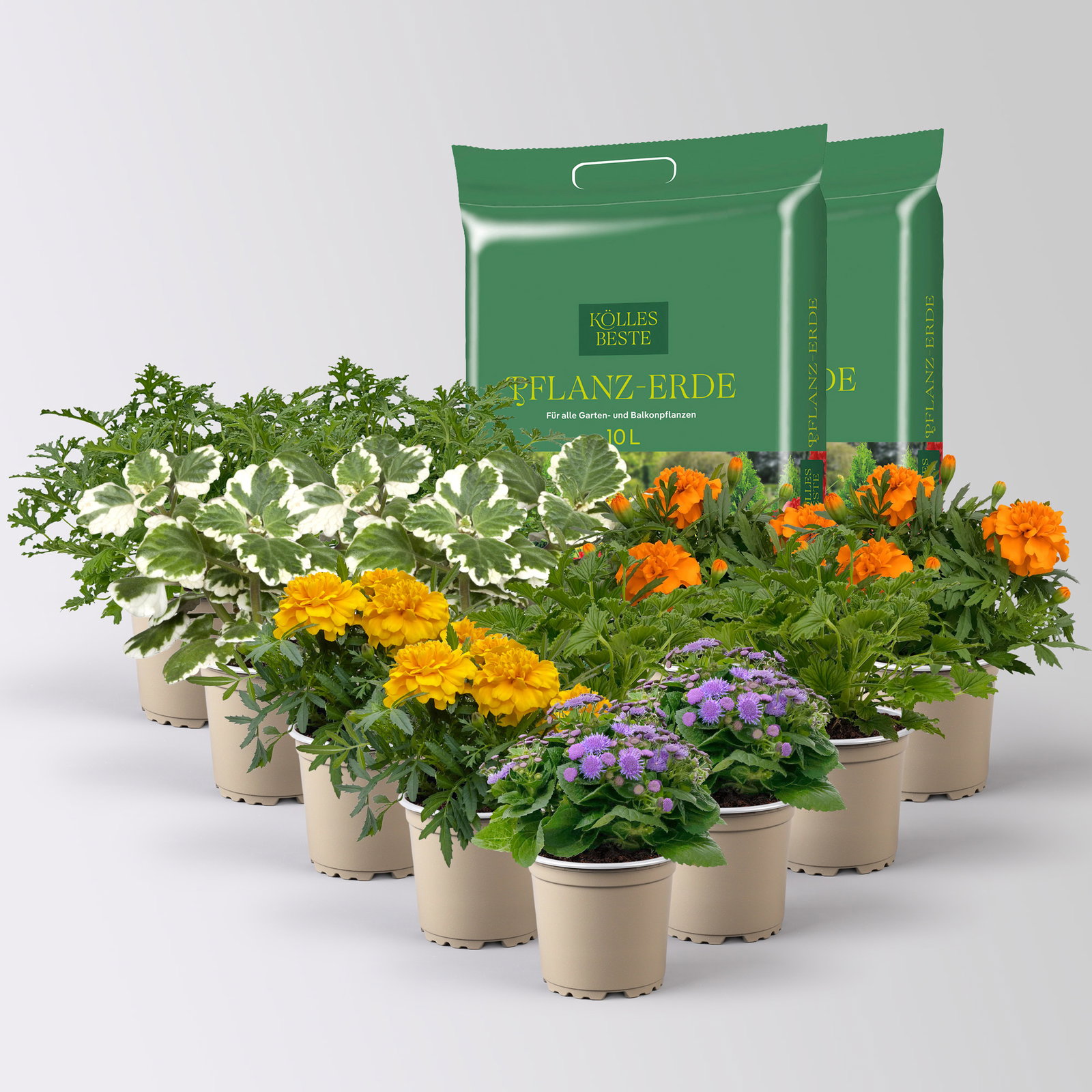 Pflanzenkreation 'No Mosquito', 12 Pflanzen inkl. Erde