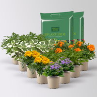 Pflanzenkreation 'No Mosquito', 12 Pflanzen inkl. Erde