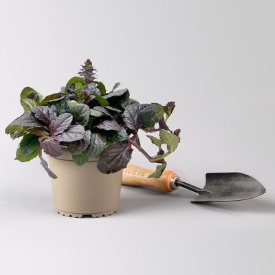 Kriechender Günsel 'Elmblut', rotblättrig, Topf-Ø 13 cm, 6 Stück Kriechender Günsel 'Elmblut', rotblättrig, Topf-Ø 13 cm, 6 Stück