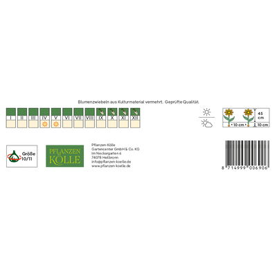 Fosteriana Tulpen Purissima weiß, 40 Blumenzwiebeln Fosteriana Tulpen Purissima weiß, 40 Blumenzwiebeln