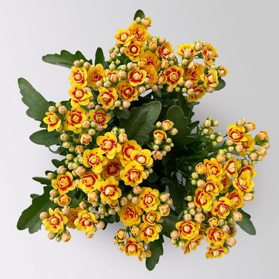Kalanchoe 'Queen'®, gelb-rot, Topf-Ø 14 cm, 3 Pflanzen Kalanchoe 'Queen'®, gelb-rot, Topf-Ø 14 cm, 3 Pflanzen