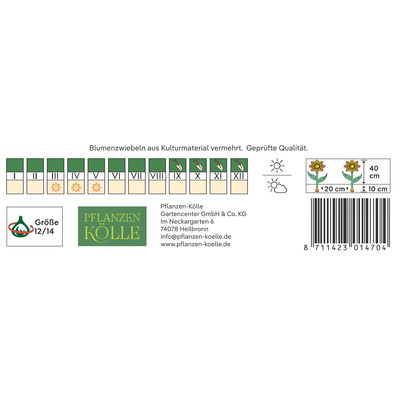 Großpackung Narzissen Fortune gelb-orange. 10 Blumenzwiebeln