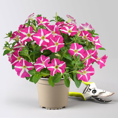 Petunie 'Amore® Pink Hearts' pink-weiß, hängend, Topf-Ø 13 cm, 6 Pflanzen