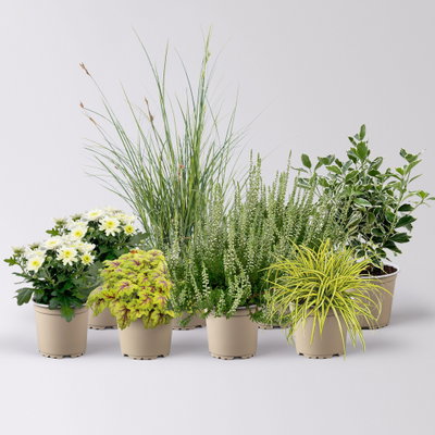 Pflanzenkreation Spätsommertraum weiß-grün, 8 Pflanzen Pflanzenkreation Spätsommertraum weiß-grün, 8 Pflanzen