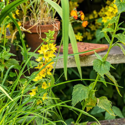 Bio Goldfelberich, gelb, Topf 11x11 cm, 3 Pflanzen