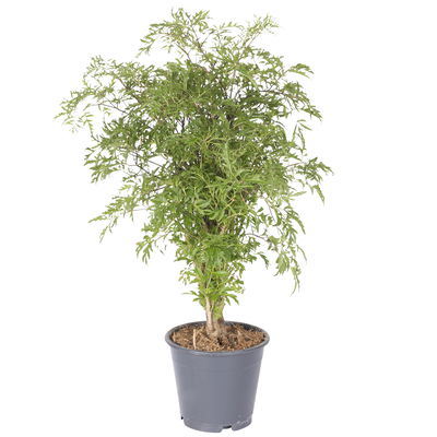 Polyscias fruticosa 'Hawaiian Ming', Topf-Ø 17 cm, Höhe ca. 70 cm Polyscias fruticosa 'Hawaiian Ming', Topf-Ø 17 cm, Höhe ca. 70 cm