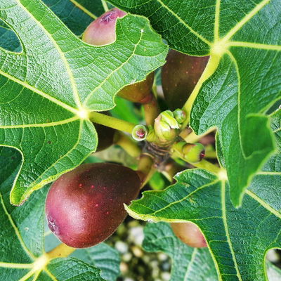 Fruchtfeige 'Little Miss Figgy'®, Busch, Topf 5 Liter Fruchtfeige 'Little Miss Figgy'®, Busch, Topf 5 Liter