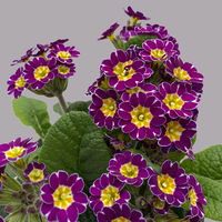 Garten-Schlüsselblume 'Little Queen' lila-gelb, Topf-Ø 13 cm, 6er-Set