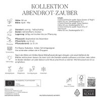 Kölles Beste Tulpenkollektion 'Abendrot-Zauber', 15 Blumenzwiebeln