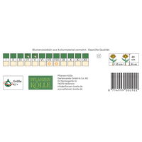 Kölles Beste Blumenzwiebeln, Fransenschwertel 'Mischung'