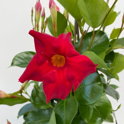 Dipladenie rot, Pyramide, Topf-Ø 14 cm, Höhe ca. 50 cm, 2 Pflanzen