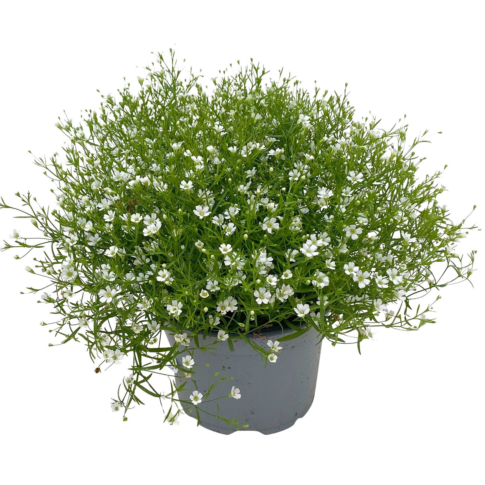 Schleierkraut weiß, Topf-Ø 12/13 cm