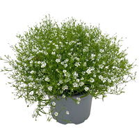 Schleierkraut weiß, Topf-Ø 12/13 cm