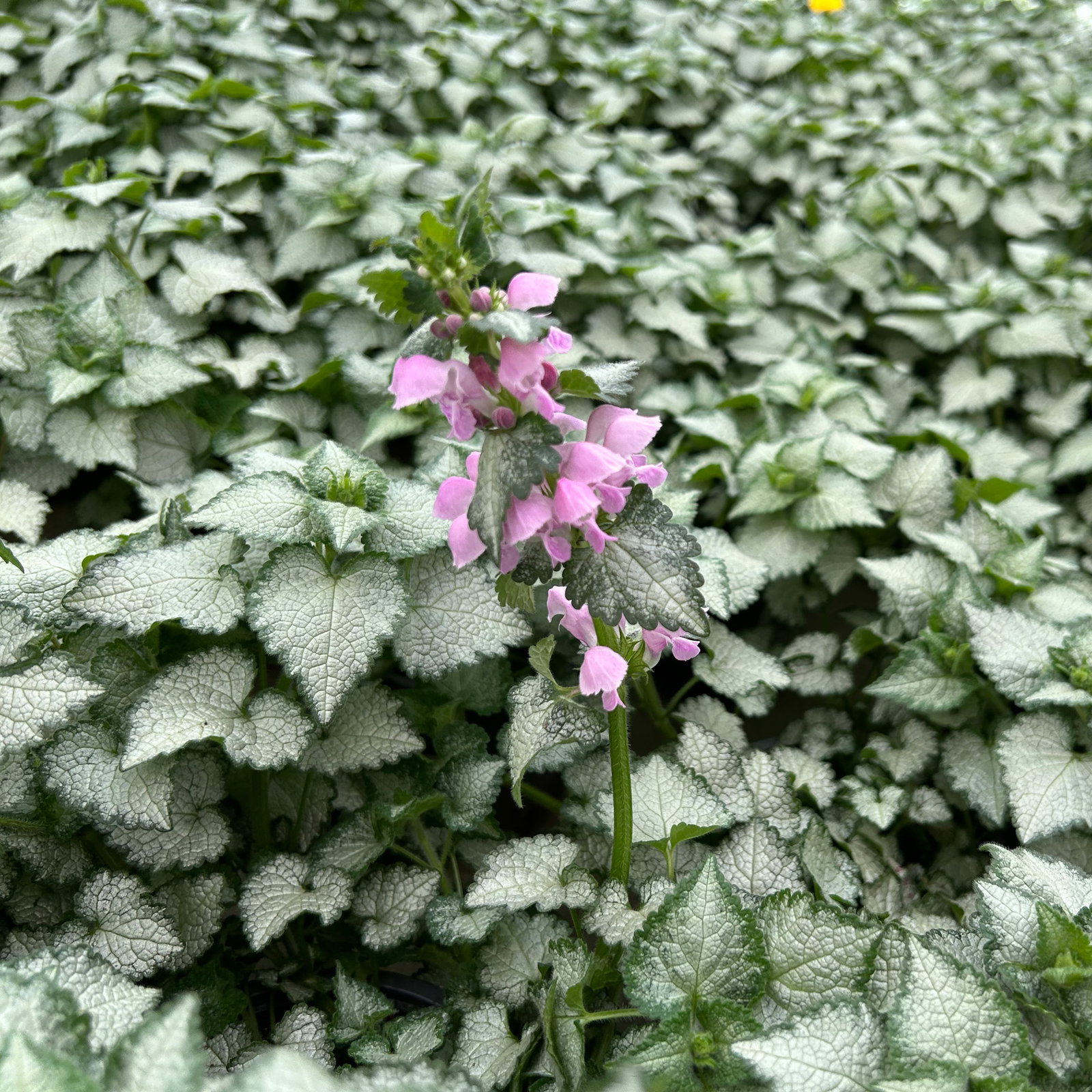 Gefleckte Silber-Taubnessel 'Pink Chablis' Topf-Ø 13 cm, 6 Pflanzen