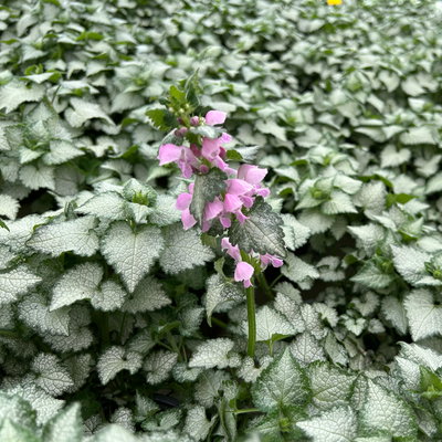 Gefleckte Silber-Taubnessel 'Pink Chablis' Topf-Ø 13 cm, 6 Pflanzen