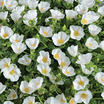 Portulakröschen , weiß, Topf-Ø 12 cm, 6 Pflanzen