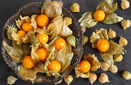 Physalis Physalis