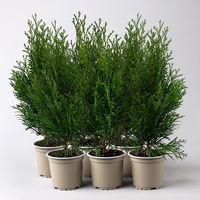 Thuja occidentalis 'Smaragd', 6er Set, Topf 9 cm Ø