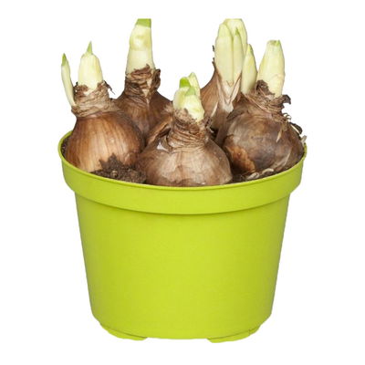 Narzisse 'Avalon' gelb-weiß, vorgetrieben, Topf-Ø 12 cm, 6 Pflanzen