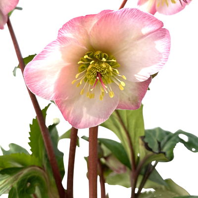 Helleborus 'Cheryl's Shine' rosa, Topf-Ø 15 cm Helleborus 'Cheryl's Shine' rosa, Topf-Ø 15 cm