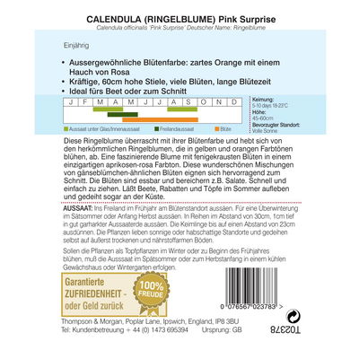 Ringelblume (Calendula officinalis) Pink Surprise Ringelblume (Calendula officinalis) Pink Surprise