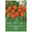 Triumph Tulpen Jimmy rot/orange, 7 Blumenzwiebeln