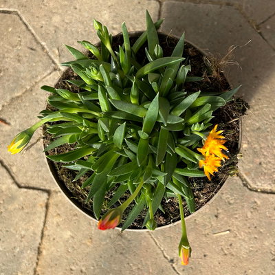 Mittagsblume, Farben zufällig, Topf-Ø 12 cm, 6er-Set