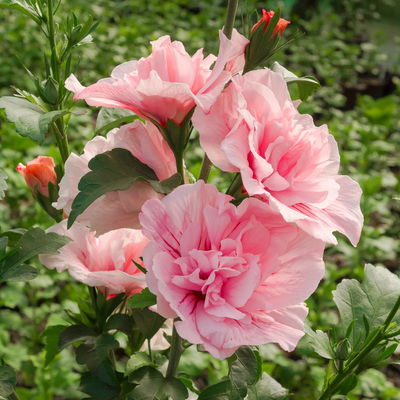 Duo-Gartenhibiskus 'Blue Chiffon®' und 'Pink Chiffon®', blau + pink, 5 lt. Topf Duo-Gartenhibiskus 'Blue Chiffon®' und 'Pink Chiffon®', blau + pink, 5 lt. Topf