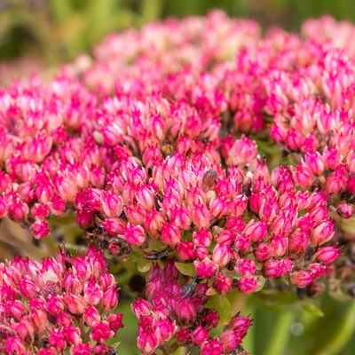 Hohe Fetthenne 'Herbstfreude', rosa, Topf-Ø 13 cm, 6er-Set