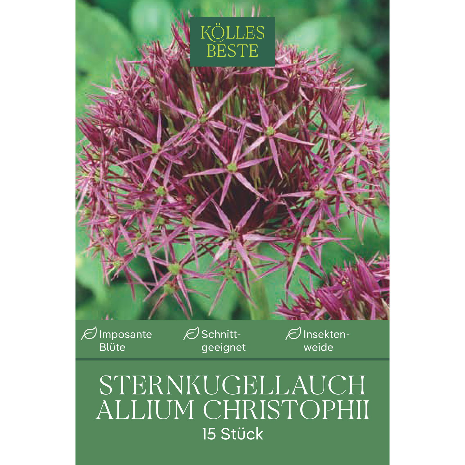Kölles Beste Sternkugellauch 'Christophii' lila/purpur, 15 Blumenzwiebeln