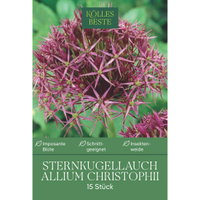 Kölles Beste Sternkugellauch 'Christophii' lila/purpur, 15 Blumenzwiebeln