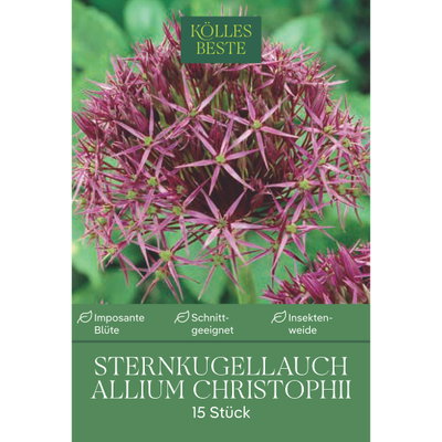 Kölles Beste Sternkugellauch 'Christophii' lila/purpur, 15 Blumenzwiebeln