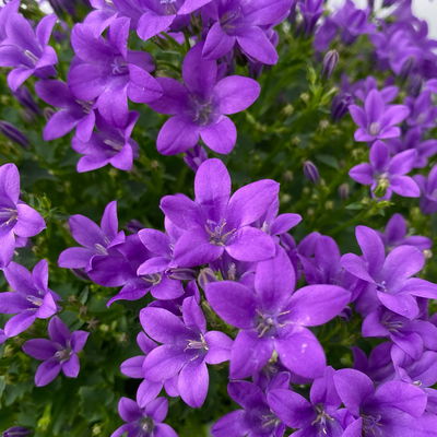 Glockenblume 'Ambella® Purple' lilablau, Topf-Ø 15 cm, 3er-Set Glockenblume 'Ambella® Purple' lilablau, Topf-Ø 15 cm, 3er-Set